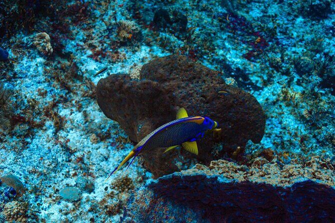 Fun Dive Machine in Playa del Carmen or Cozumel-For Certificates - Gear Up Smoothly: Full Equipment and Certified Expectations
