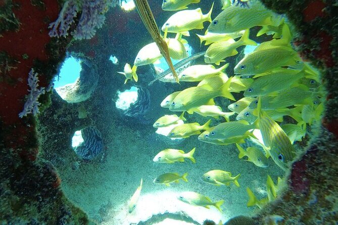 Fun Dive Machine in Playa del Carmen or Cozumel-For Certificates - Underwater Coaching That Feels Personal