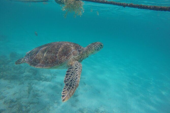 Half Day Akumal Beach Swim and Snorkel with Turtles Experience - Akumal Turtle Snorkeling in a Half Day Block