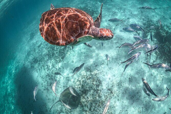 Half Day Akumal Beach Swim and Snorkel with Turtles Experience - Snacks, Beach Time, and the Seaweed Factor