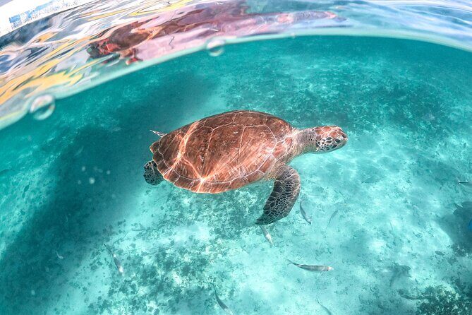 Half Day Akumal Beach Swim and Snorkel with Turtles Experience - Booking Tips That Reduce Headaches