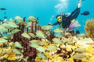 Half-Day Scuba Diving in Playa del Carmen for Small-Group - Morning vs afternoon: which slot matches your certification (and your recent experience)
