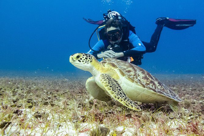 Half-Day Scuba Diving in Playa del Carmen for Small-Group - Price and value: what $100 includes, and what may cost extra