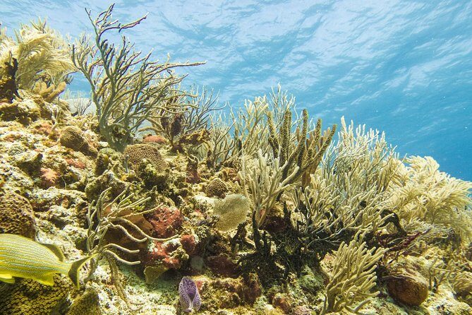 Half-Day Scuba Diving in Playa del Carmen for Small-Group - Gear you should bring (and what you can leave at home)