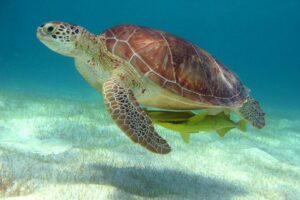 Half-Day Sea Turtle and Cenote Snorkeling Tour from Cancun & Riviera Maya - Getting to Akumal and Yax-Muul: Early Pickup, Real Time on the Clock