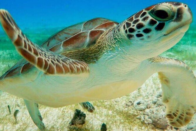 Half Day Semiprivate Snorkeling with Turtles and Majestic Cenote - Key things worth knowing before you go