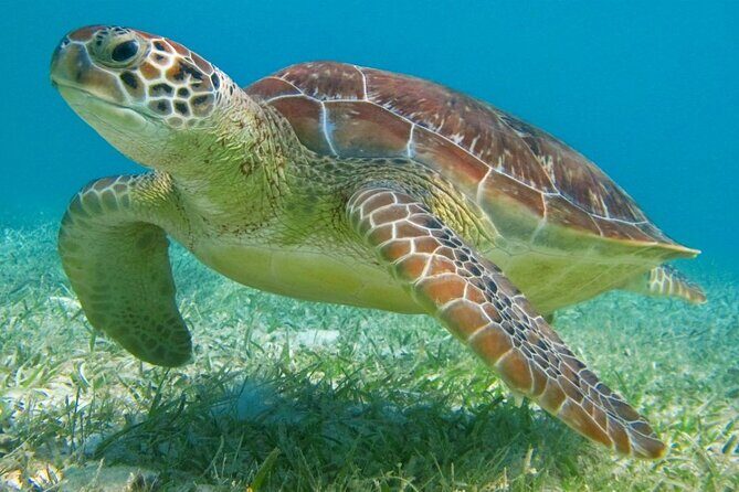 Half Day Semiprivate Snorkeling with Turtles and Majestic Cenote - Akumal Bay turtle snorkeling, small boat time, and lockers that actually help