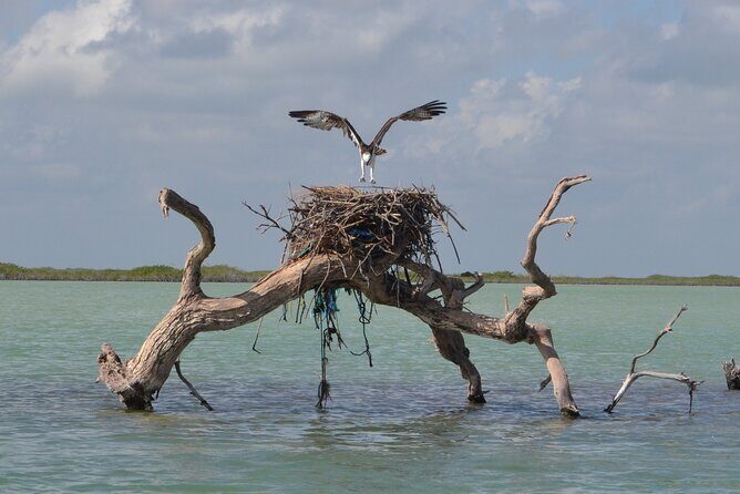 Half-Day Tour Discovering Sian Ka´an with Lunch - Entering Sian Ka’an: Why This Tour Feels More Wild Than Tulum