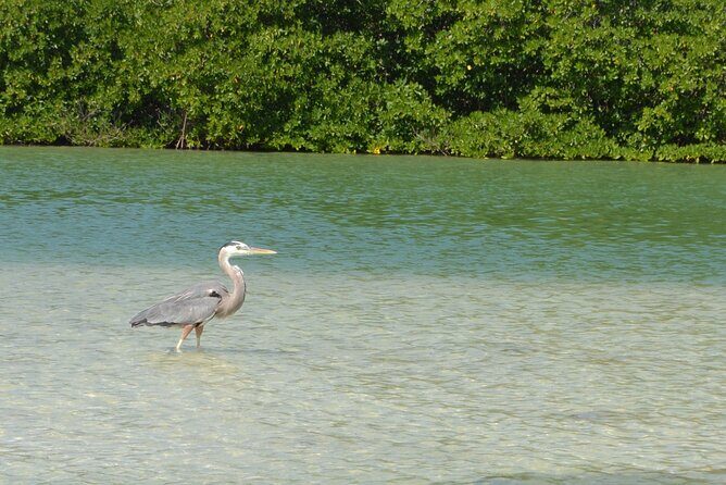 Half-Day Tour Discovering Sian Ka´an with Lunch - Stop 3: Sian Ka’an’s Quiet Water Time and Lunch