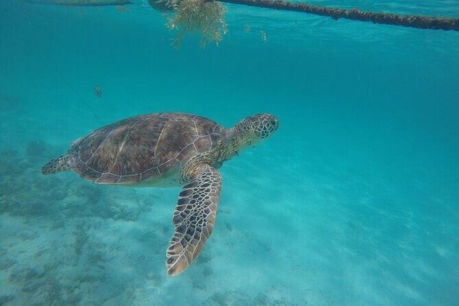 Half-day Tour Sea Turtles Encounter in Akumal Bay - Group Size and Guide Quality: A Big Deal in the Water