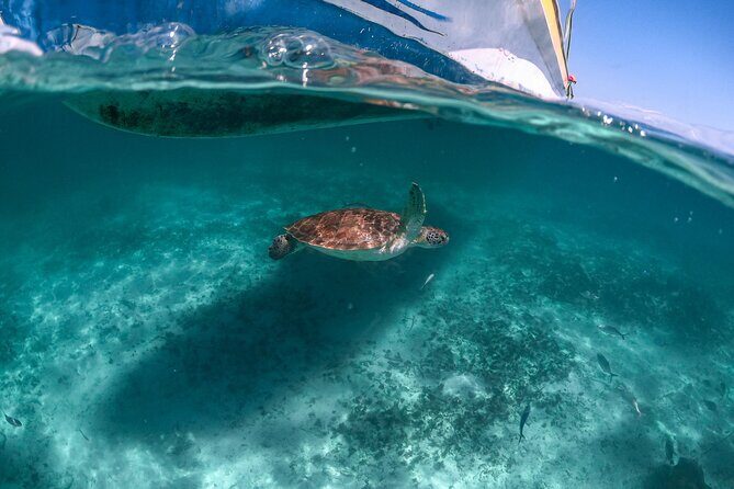 Half Day Tour: Turtles Encounter in Akumal Beach - Key things to know before you go