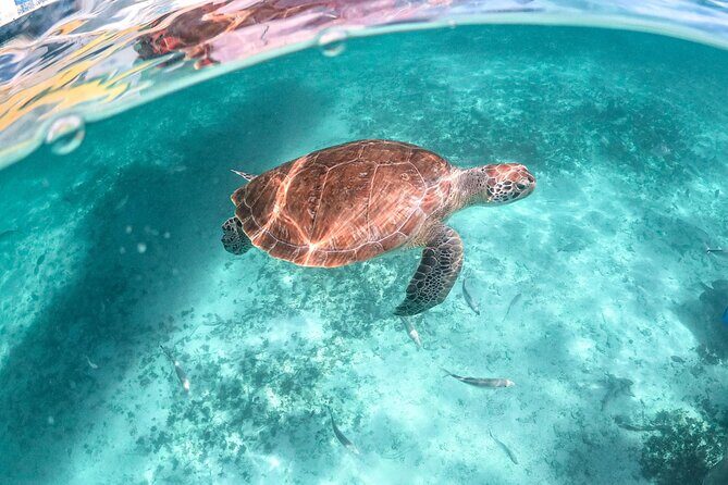 Half Day Tour: Turtles Encounter in Akumal Beach - Snacks, drinks, and two hours of beach time after the swim