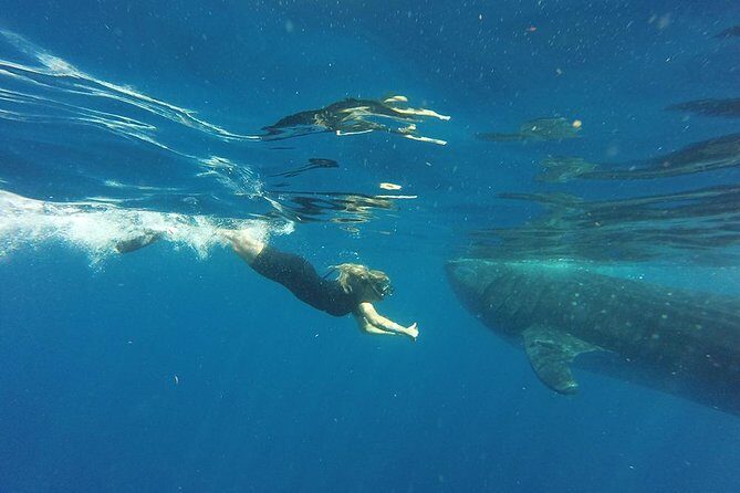 Half Day Whale Shark Tour From Playa del Carmen - Price and Logistics: What You Pay, What You Still Owe
