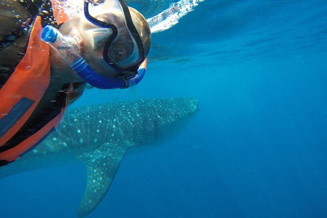 Half Day Whale Shark Tour From Playa del Carmen - The Best Days for Whale Sharks (May–September Season Reality)