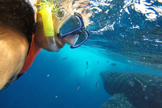 Half Day Whale Shark Tour From Playa del Carmen - Punta Sam First: Boat Setup and Why This Stop Exists