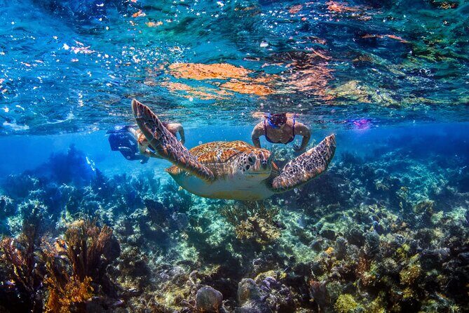 Hidden Cenote Swim: Snorkeling, Sea Turtles and Beachside Lunch - Key Things I’d Circle in Your Notes