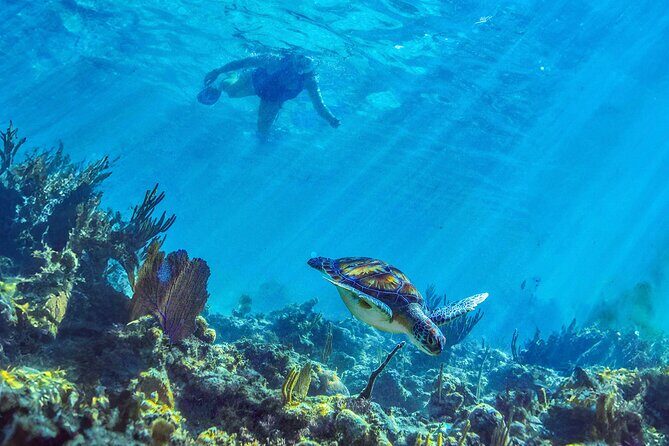 Hidden Cenote Swim: Snorkeling, Sea Turtles and Beachside Lunch - How the Timing Really Feels: Pickup, Van Rides, and Group Flow