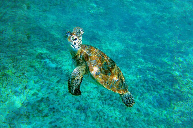 Hidden Cenote Swim: Snorkeling, Sea Turtles and Beachside Lunch - Guide Quality Matters More Than You Think