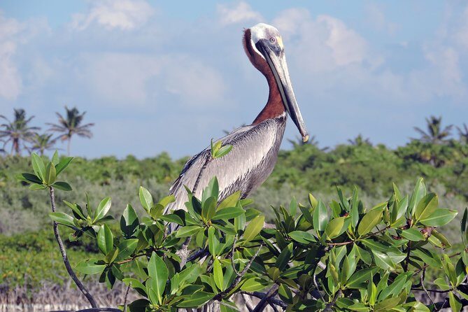 Kayak Sian Ka’an Biosphere Reserve Sunset Tour - Guide-driven learning: bird spotting that doesn’t feel like homework