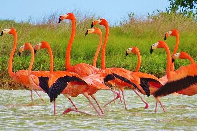 Las Coloradas & Rio Lagartos Biosphere! Transportation from Playa Del Carmen - Key highlights to know before you go