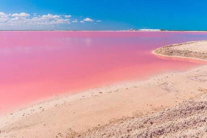Las Coloradas & Rio Lagartos Biosphere! Transportation from Playa Del Carmen - Crocodile Sanctuary Stop: Natural Animals, More Managed than You Think