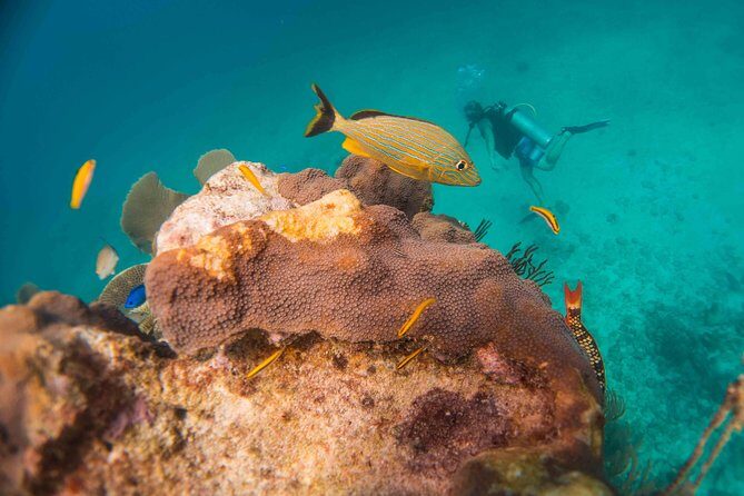 Local Dive in Playa del Carmen - Morning vs afternoon: how to choose your best slot
