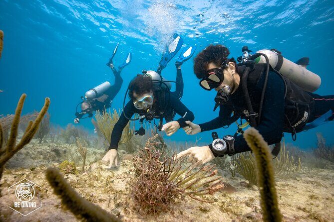 Local Dive in Playa del Carmen - What the 4 hours feels like on a boat outing