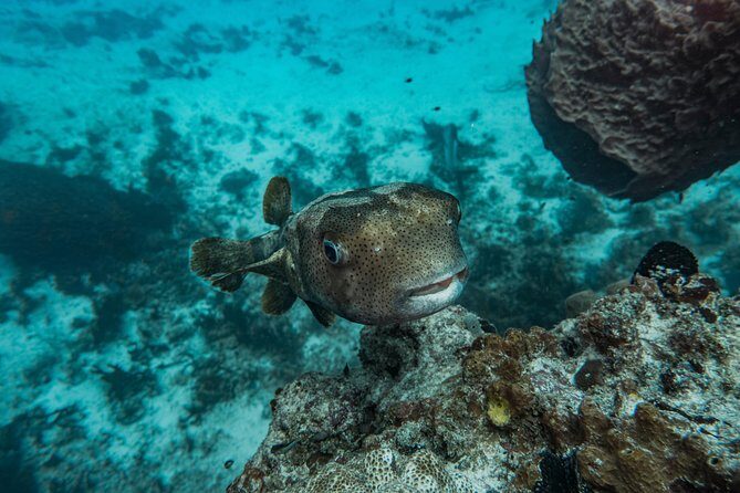 Local Dive in Playa del Carmen - Safety, briefings, and that calm professional vibe