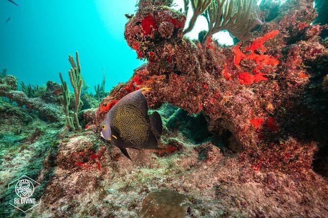 Local Dive in Playa del Carmen - Equipment costs extra: plan your gear decision early