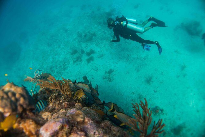 Local Dive in Playa del Carmen - Meeting point in Centro: Be Diving Scuba Academy
