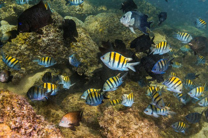 Magical Cenote and Paradise Lagoon Snorkeling Adventure - Group Size, Guide Style, and Why It Feels Less Rushed