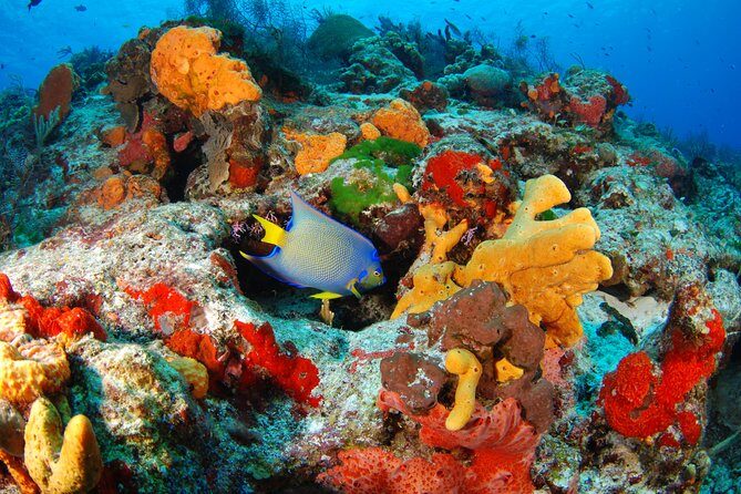 Mayan Adventure Snorkeling Tour from Playa del Carmen or Riviera Maya - A 7-hour snorkeling day with three different water worlds