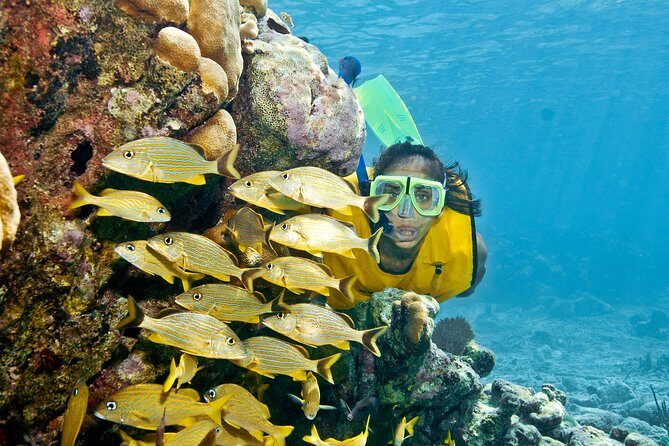 Mayan Adventure Snorkeling Tour from Playa del Carmen or Riviera Maya - Jungle cenote snorkeling: limestone sinkholes and the Mayan underworld vibe