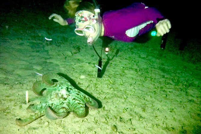 Night Snorkeling - Observation of octopus and other species - What you’ll see at night: octopus, squid, and more