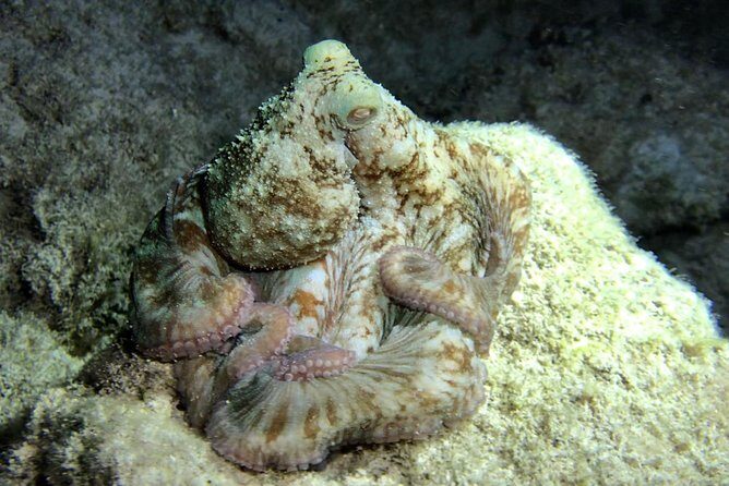 Night Snorkeling - Observation of octopus and other species - Equipment, diving lamps, and the video bonus