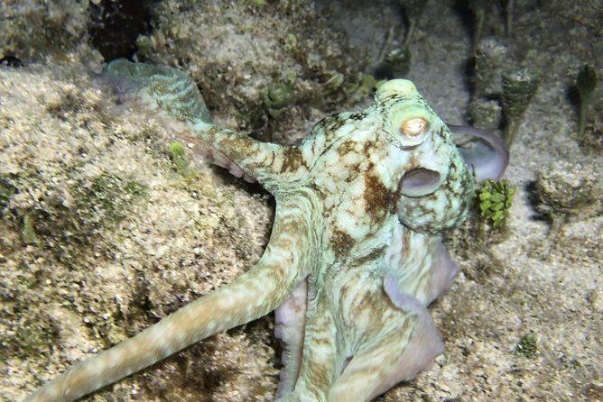 Night Snorkeling - Observation of octopus and other species - Price and value: what $77.67 buys you