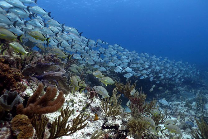 Open Water Diver 2-Day PADI Course in Playa del Carmen - Day-by-Day Flow: Two Pool Mornings and Four Ocean Checkouts