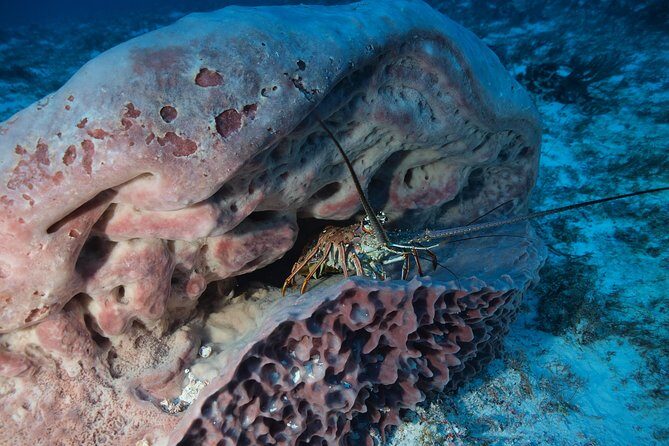 Open Water Diver course PADI including underwater video - Why Playa del Carmen makes sense for PADI Open Water