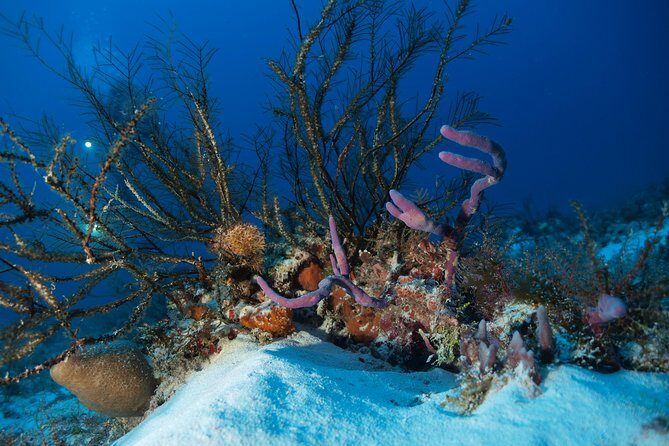 Open Water Diver course PADI including underwater video - Pool sessions: where nerves usually go to work (in a good way)