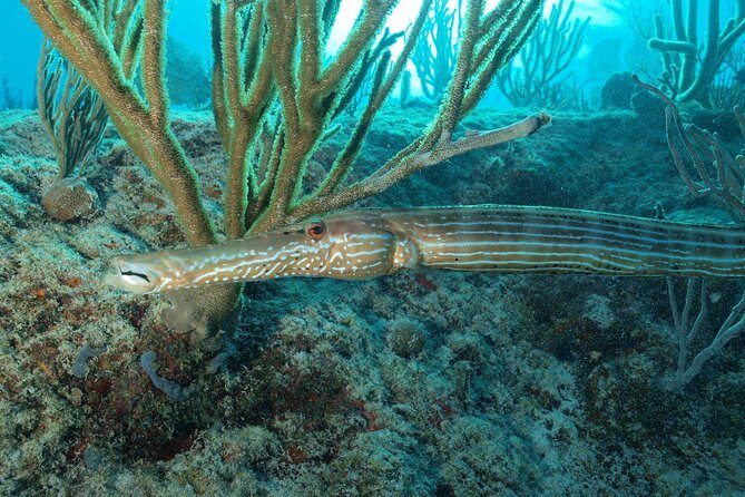 Open Water Diver course PADI including underwater video - Cenotes plus open-water training: the Caribbean reality check