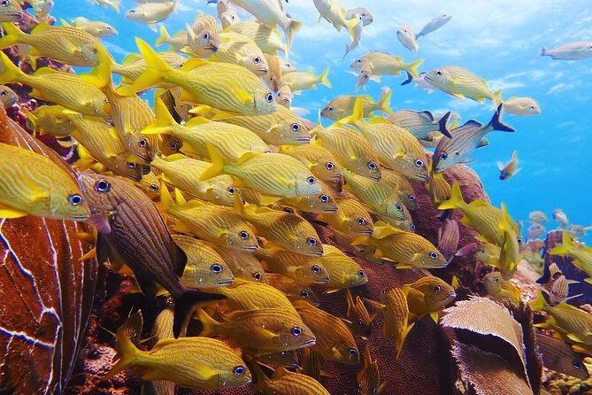 Open Water Diver course PADI including underwater video - Price and value: is $480 a good deal here?