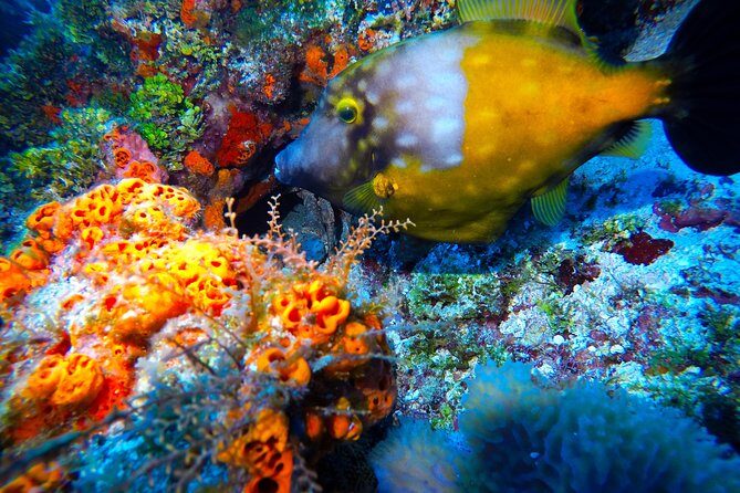 Open Water Diver course PADI including underwater video - Logistics that matter: pickup, start time, and group size