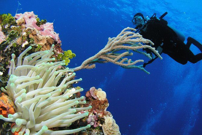 PADI Discover Scuba Diving in Playa del Carmen - What the Discover Scuba lesson covers (the “theory + gear” part)