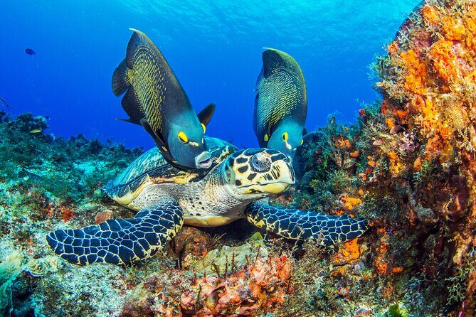 PADI Discover Scuba Diving Program in the Riviera Maya - Key things I’d pay attention to