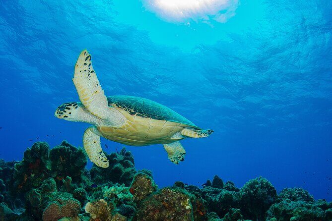 PADI Discover Scuba Diving Program in the Riviera Maya - Why this beginner PADI program feels manageable