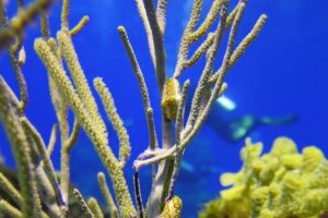 PADI Discover Scuba Diving Program in the Riviera Maya - Pro Dive Mexico: the morning starts with structure