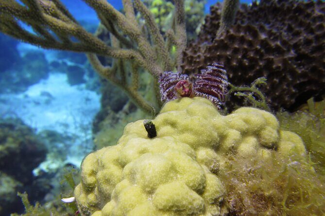 PADI Discover Scuba Diving Program in the Riviera Maya - Full gear and instructor support: this is where value shows up
