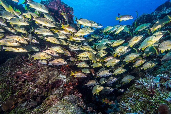 PADI Discover Scuba Diving Program in the Riviera Maya - Price and extras: what you should budget beyond the ticket