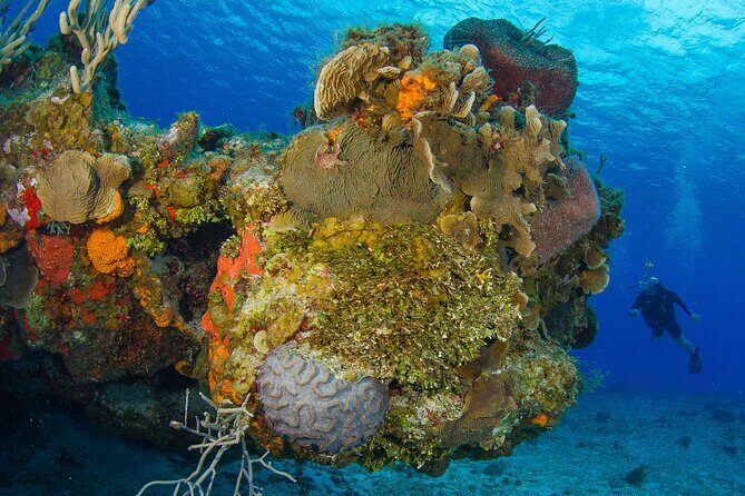 PADI Discover Scuba Diving Program in the Riviera Maya - Pickup and meeting points: how to avoid a stressful morning