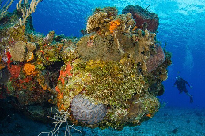 PADI Discover Scuba Diving Tour in Cozumel - First breaths: what the training actually feels like